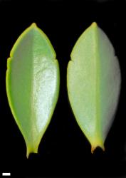 Veronica simulans. Leaf surfaces, adaxial (left) and abaxial (right). Scale = 1 mm.
 Image: W.M. Malcolm © Te Papa CC-BY-NC 3.0 NZ